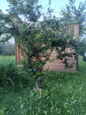 Коллективный сад номер 7, участок 58 в Краснодаре - krasnodar.yutvil.ru - фото 28 Коллективный сад номер 7, участок 58 в Краснодаре - krasnodar.yutvil.ru - фото 28